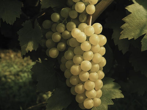 Miglior Incrocio Bruni 54: come sceglierlo | Guida 2026