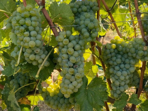 Miglior Verdicchio dei Castelli di Jesi: come sceglierlo | Guida 2026