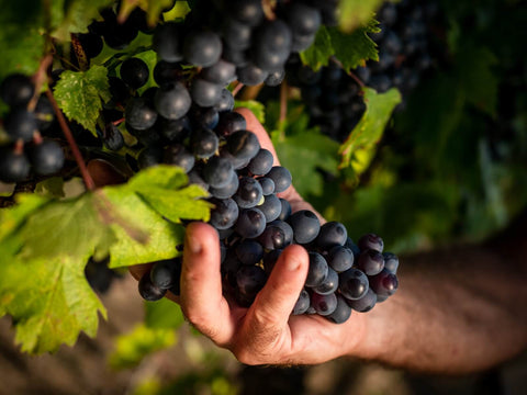 Perché il vino si fa in vigna