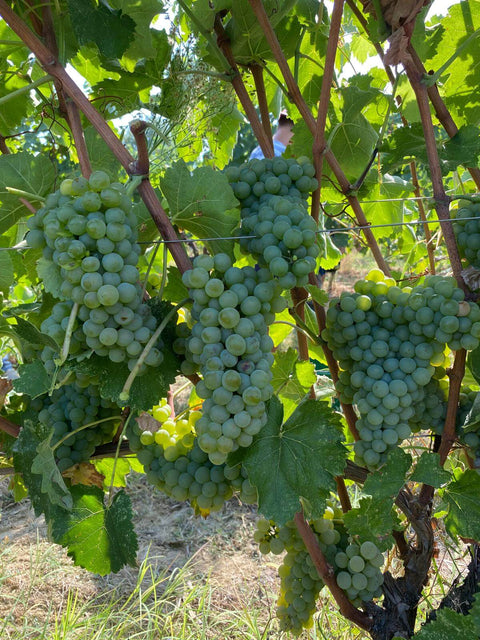 Verdicchio dei Castelli di Jesi